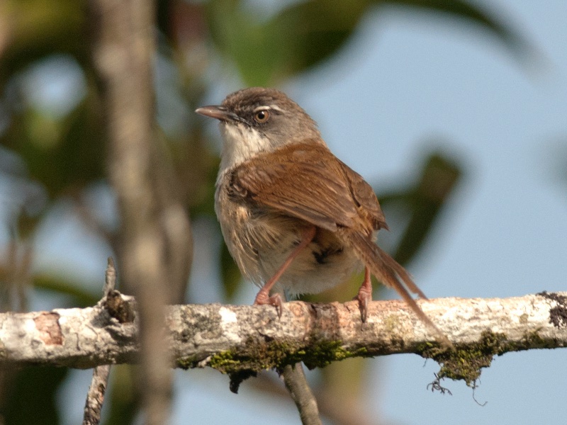 Birds of South East Asia