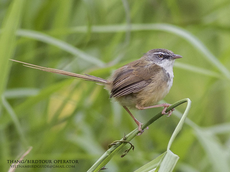 Birds of South East Asia