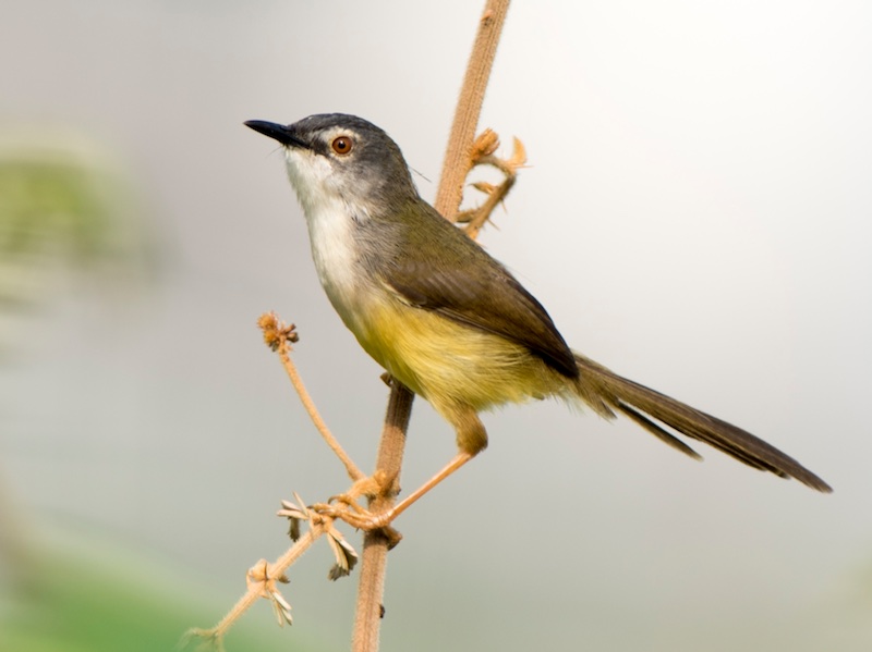 Birds of South East Asia