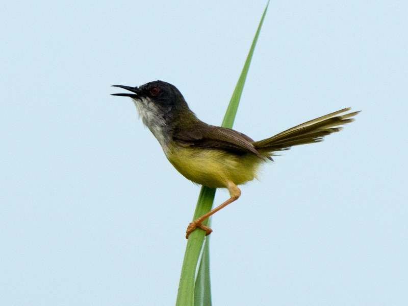Birds of South East Asia