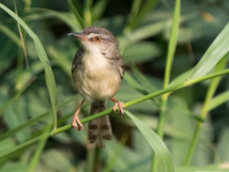 Birds of South East Asia