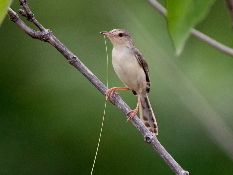 Birds of South East Asia