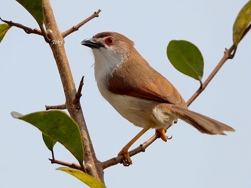 Birds of South East Asia