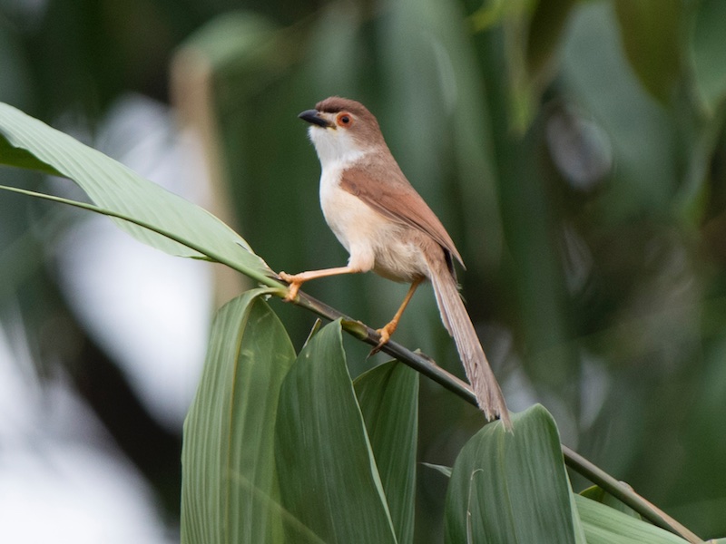 Birds of South East Asia