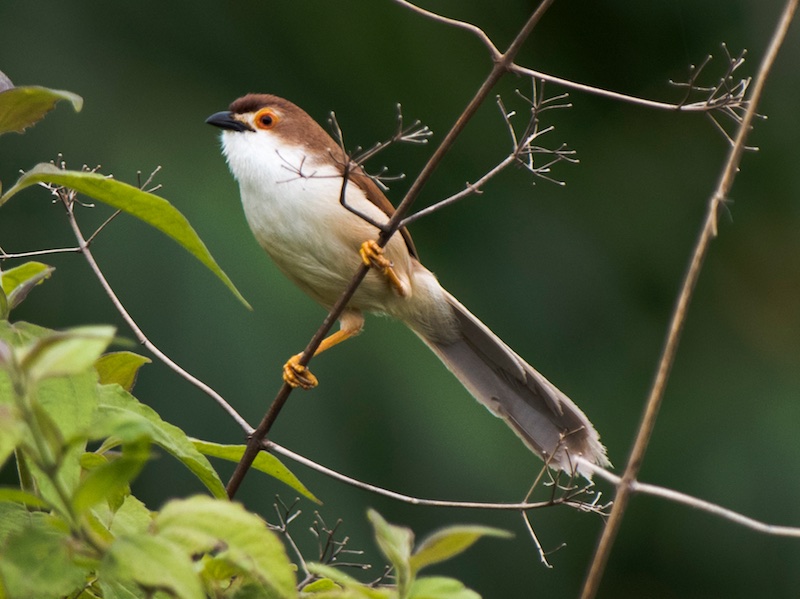 Birds of South East Asia
