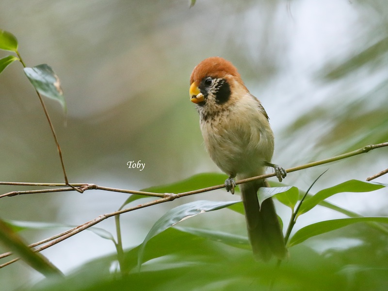 Birds of South East Asia
