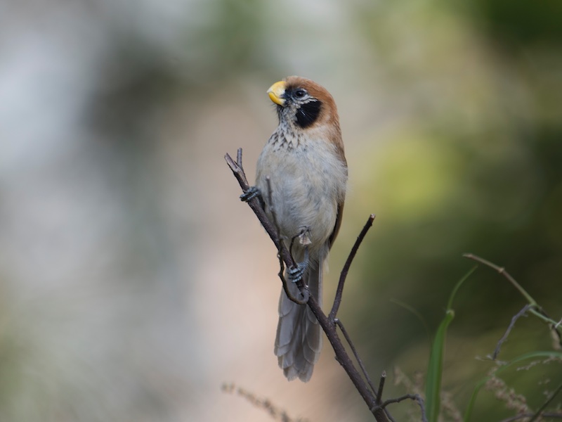 Birds of South East Asia