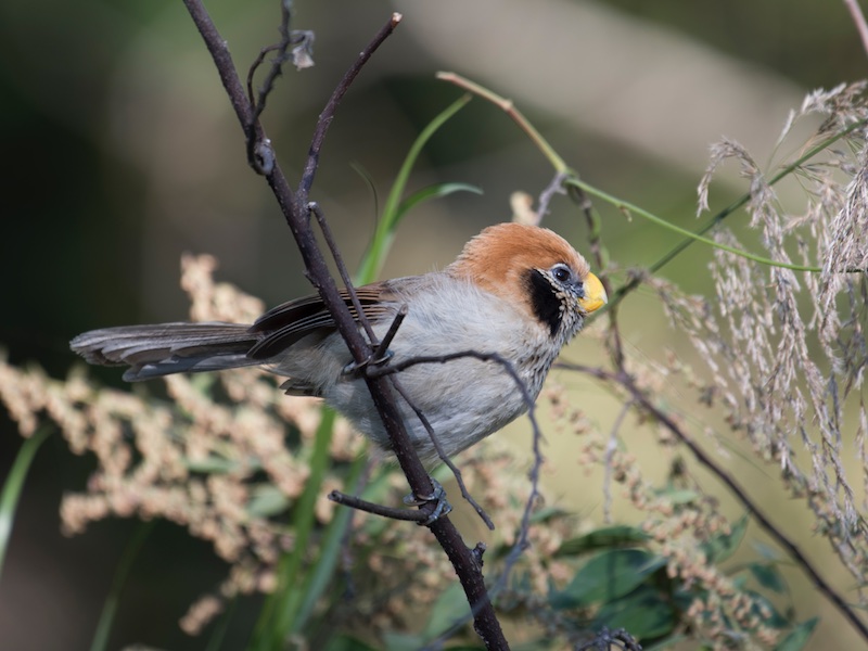 Birds of South East Asia