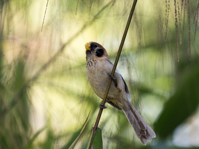 Birds of South East Asia