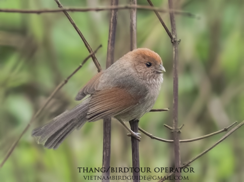 Birds of South East Asia