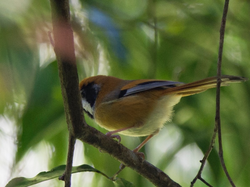 Birds of South East Asia