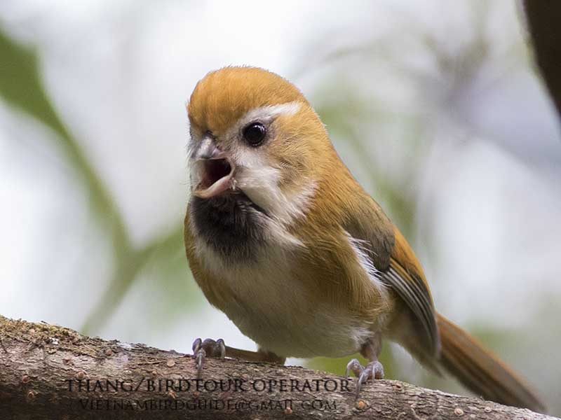Birds of South East Asia