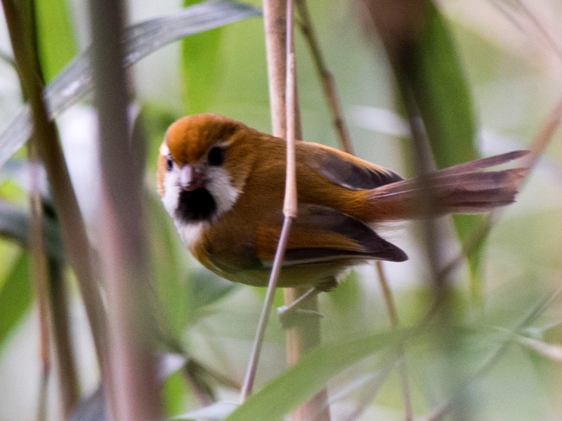 Birds of South East Asia