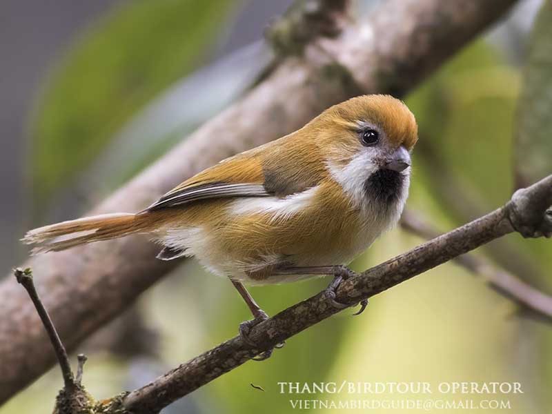 Birds of South East Asia