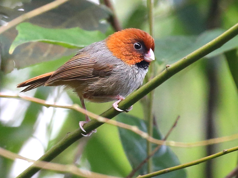 Birds of South East Asia