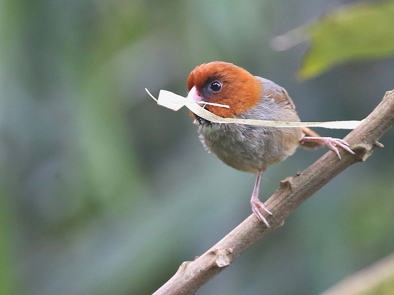 Birds of South East Asia