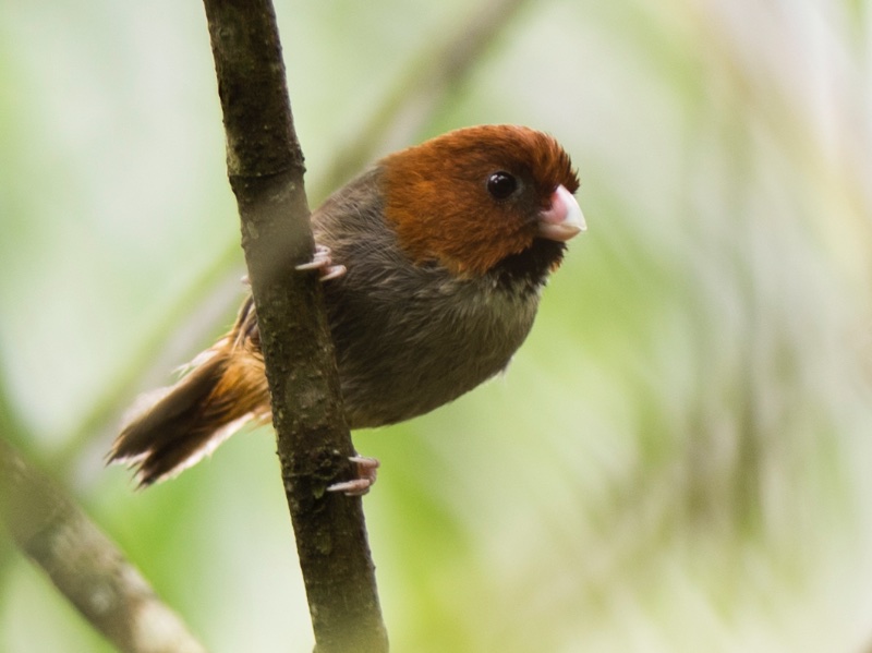 Birds of South East Asia