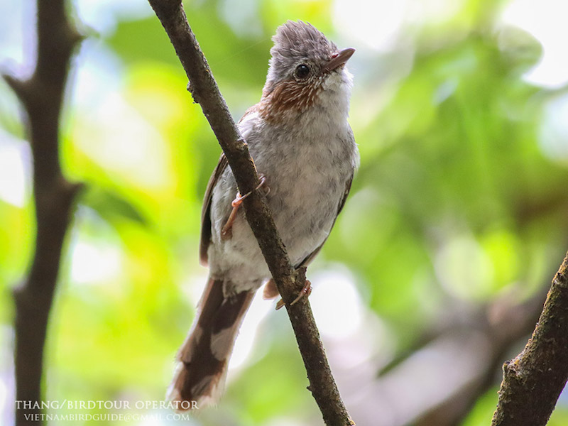 Birds of South East Asia