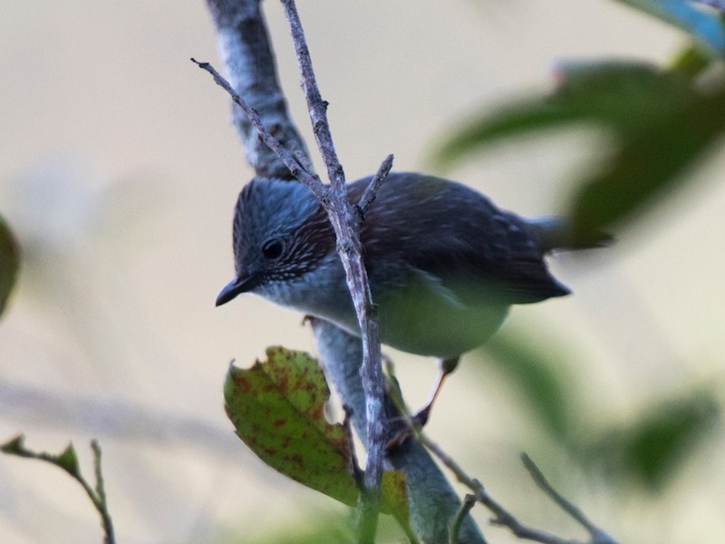 Birds of South East Asia