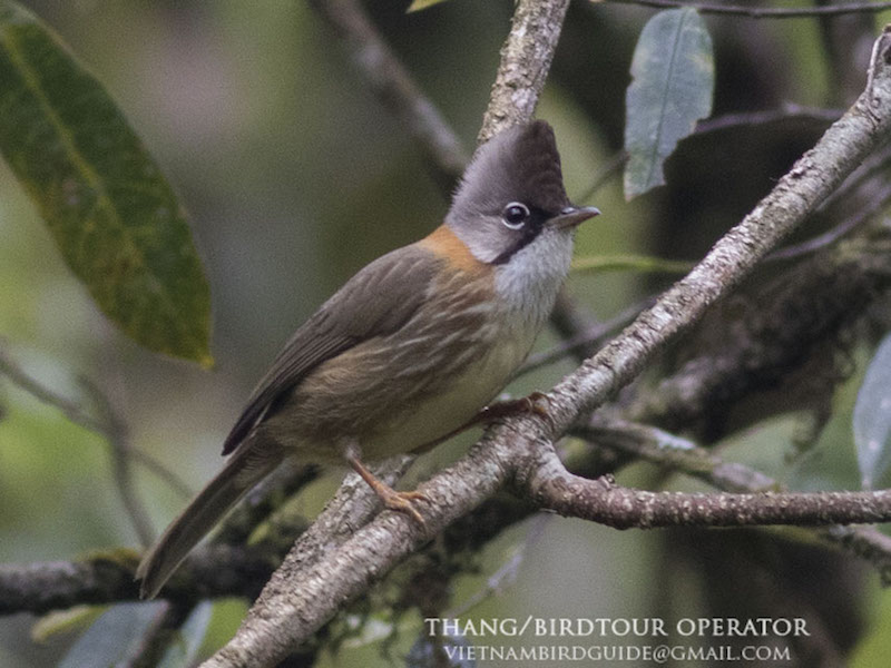 Birds of South East Asia