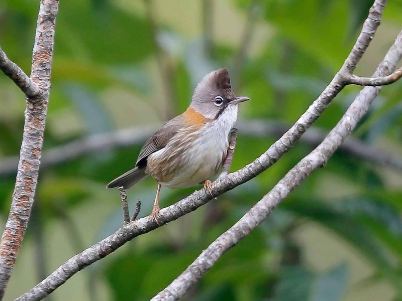 Birds of South East Asia