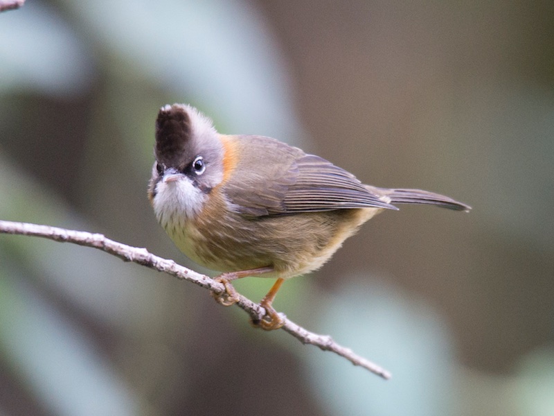 Birds of South East Asia