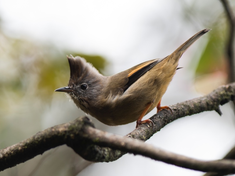 Birds of South East Asia