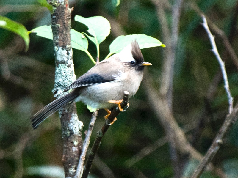 Birds of South East Asia