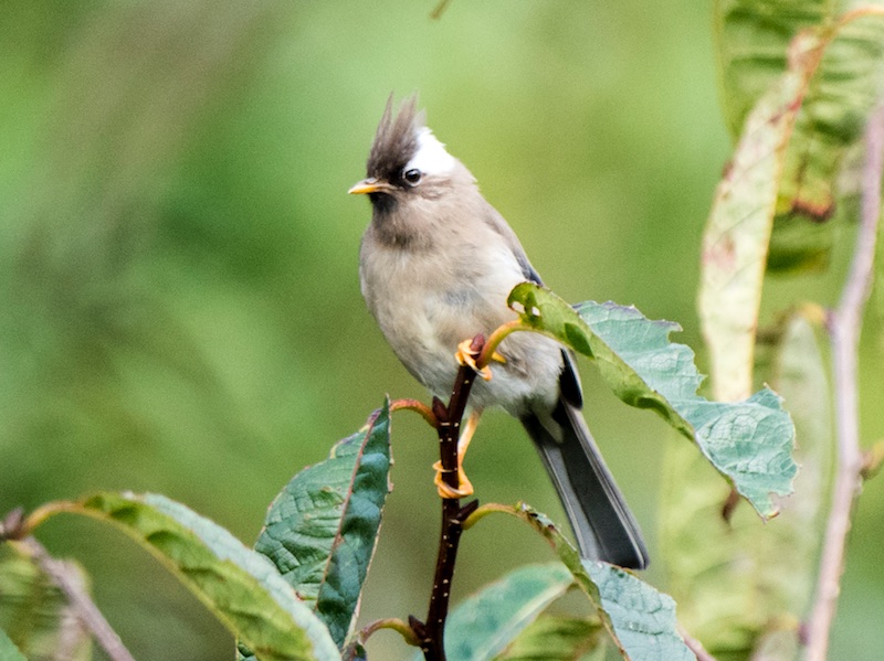 Birds of South East Asia