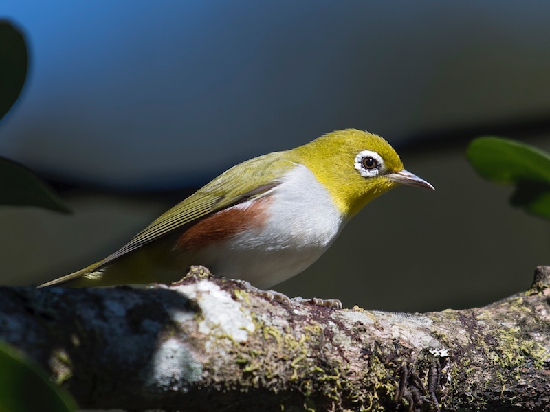 Birds of South East Asia