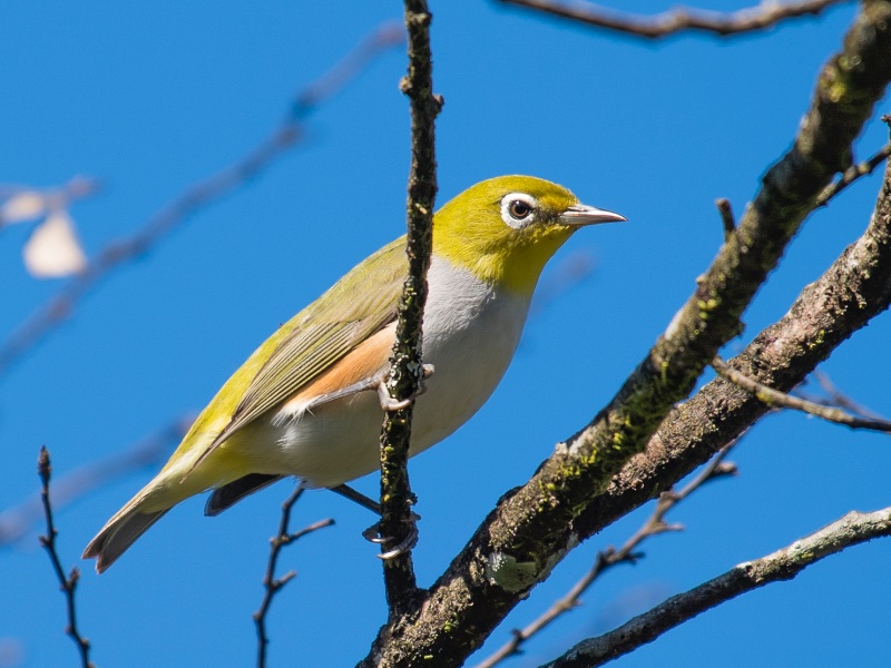 Birds of South East Asia