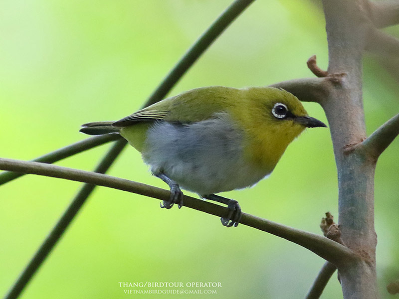 Birds of South East Asia