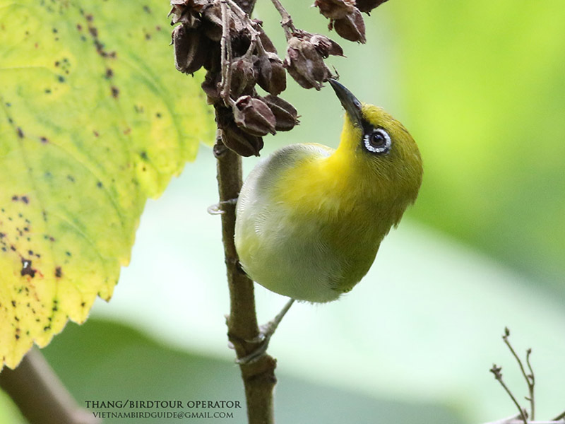 Birds of South East Asia
