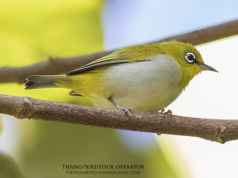 Birds of South East Asia