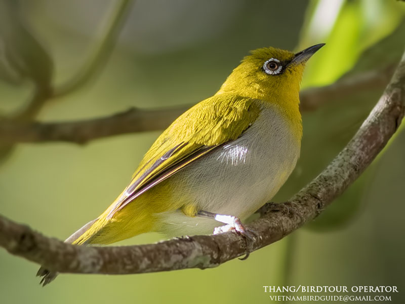 Birds of South East Asia