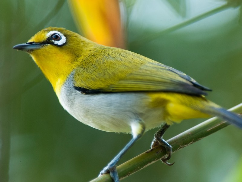 Birds of South East Asia