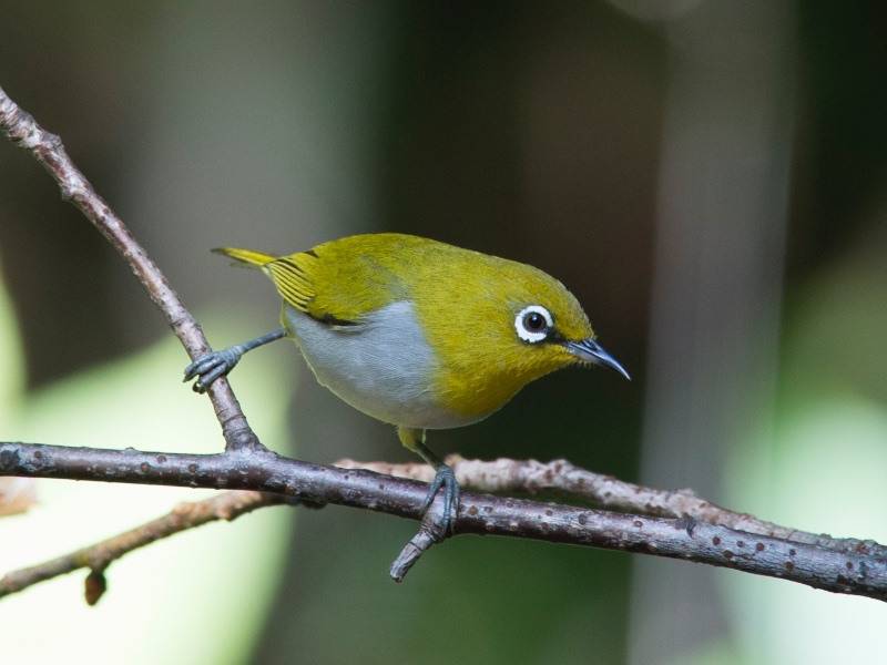 Birds of South East Asia