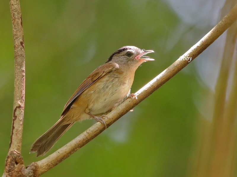 Birds of South East Asia