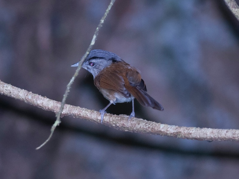 Birds of South East Asia