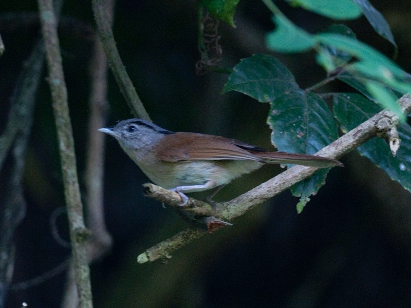 Birds of South East Asia
