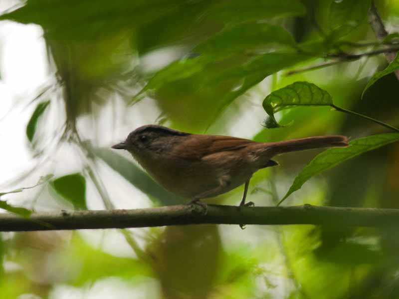Birds of South East Asia
