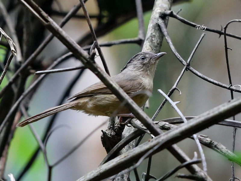 Birds of South East Asia