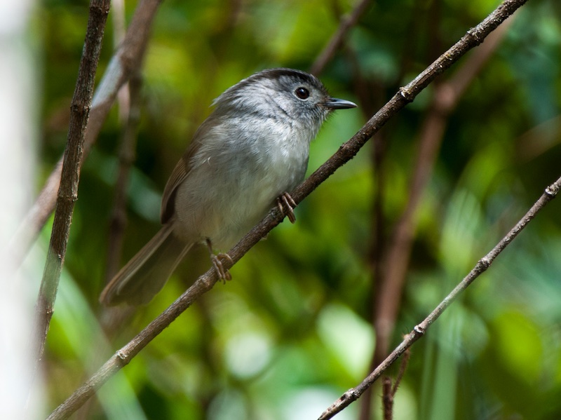 Birds of South East Asia