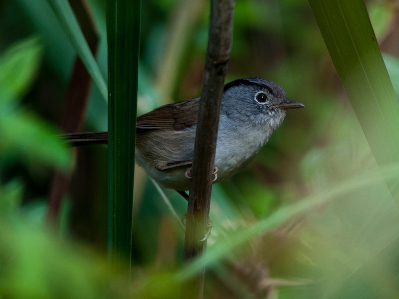Birds of South East Asia