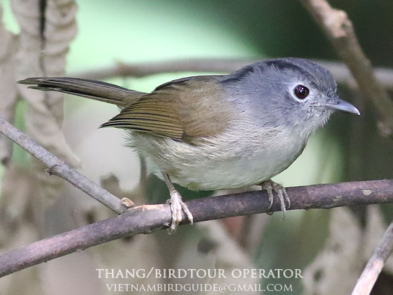 Birds of South East Asia