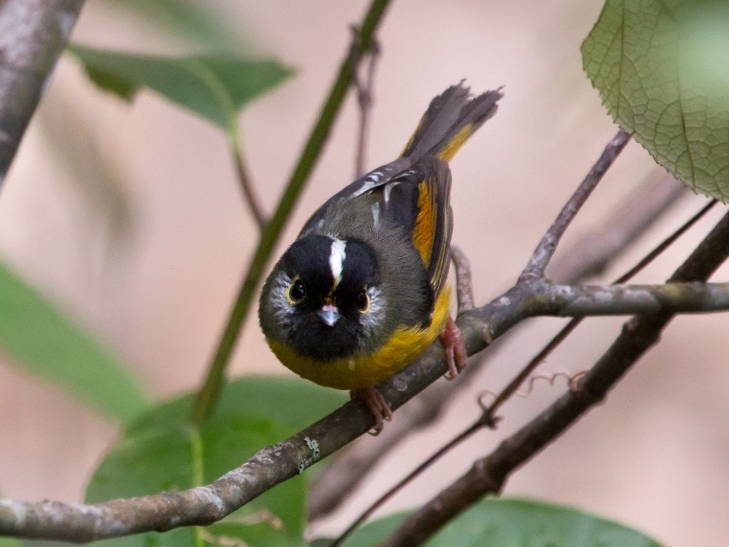 Birds of South East Asia