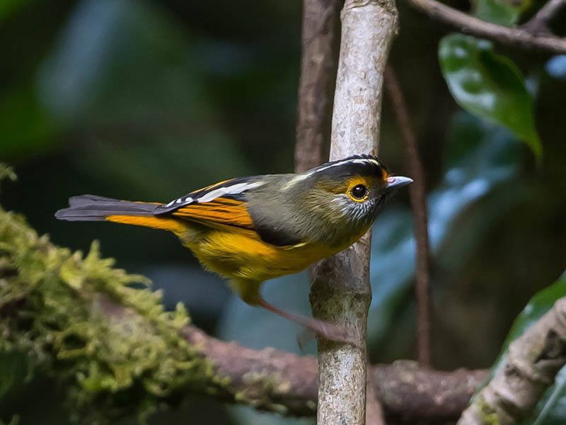 Birds of South East Asia