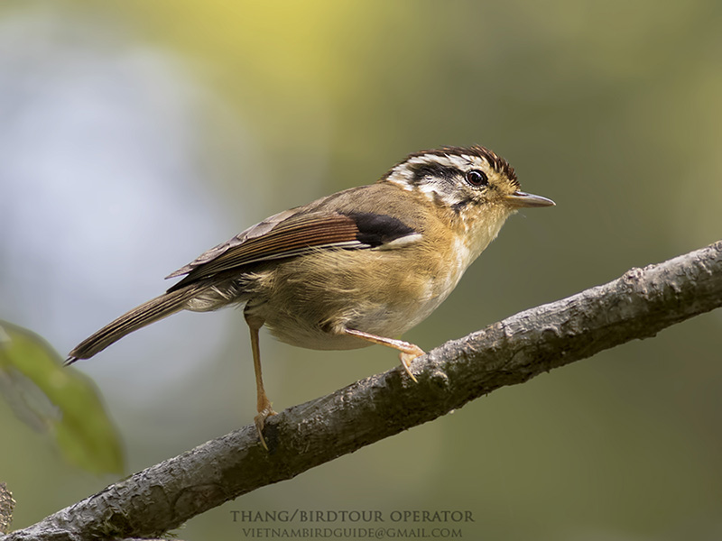 Birds of South East Asia