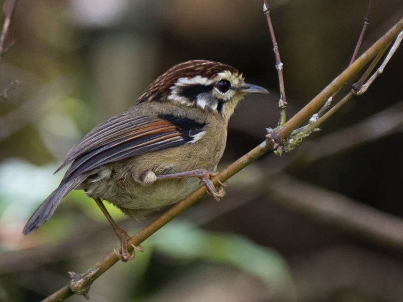 Birds of South East Asia