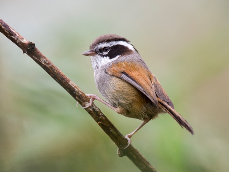 Birds of South East Asia
